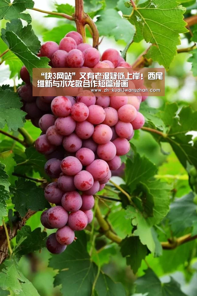 快3网站